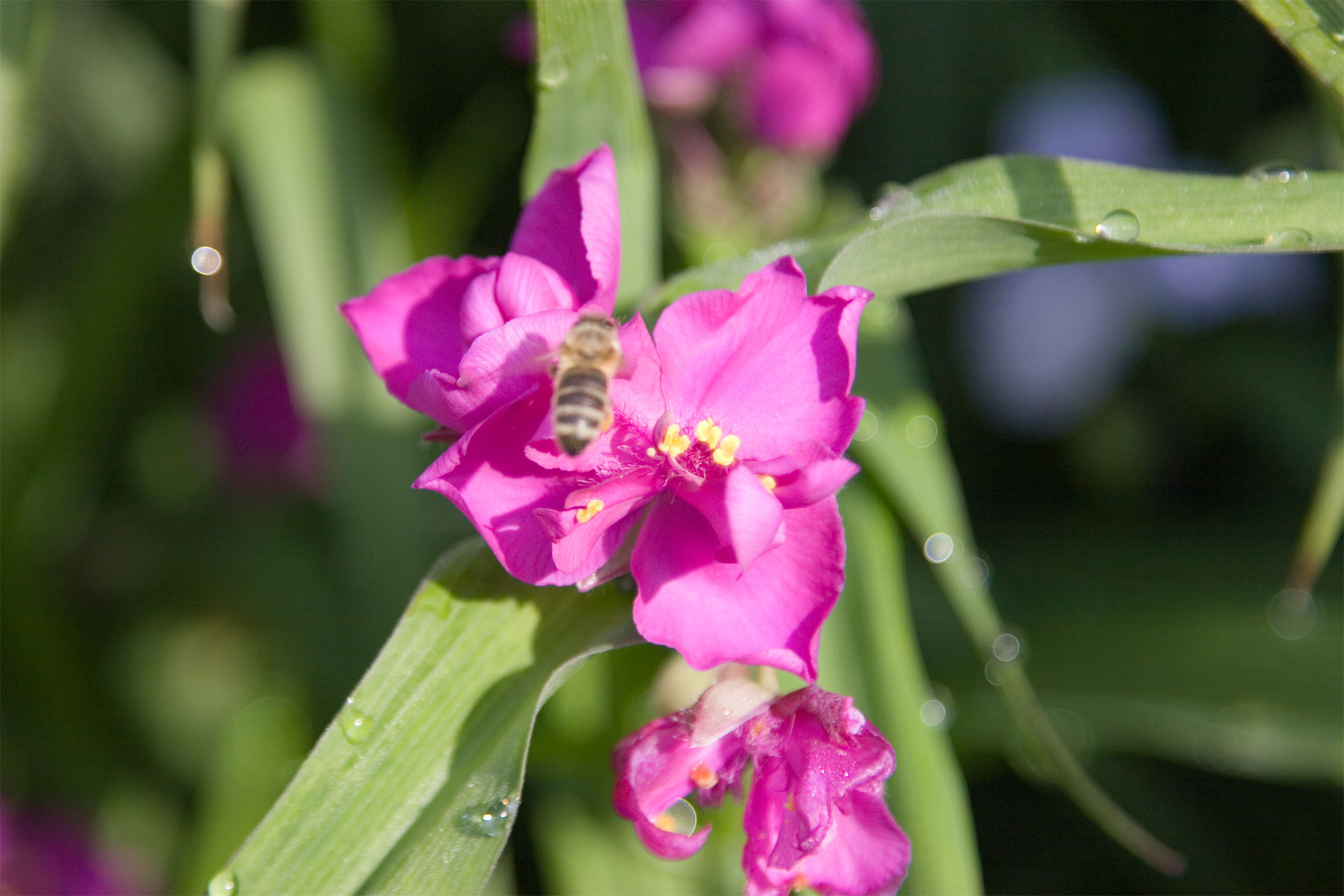 Insekten laden zum Beobachten ein.